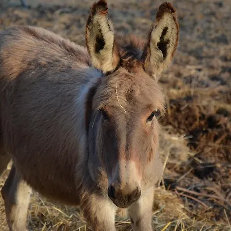 Vakantieboerderij La Cerreta