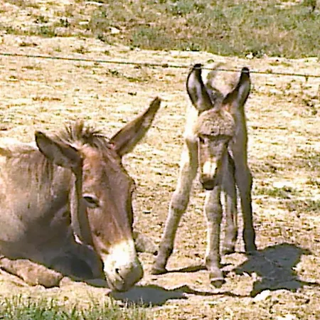 Vakantieboerderij La Cerreta