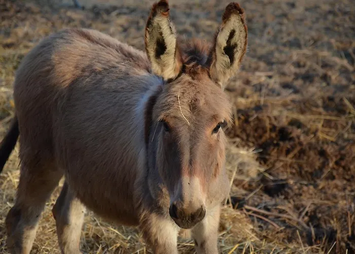 Çiftlik konaklama La Cerreta