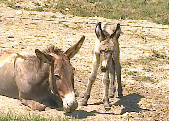 Çiftlik konaklama La Cerreta