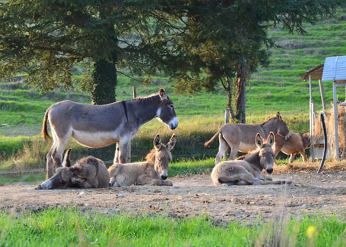 Çiftlik konaklama La Cerreta Rocca San Casciano